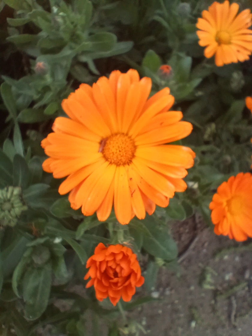 No s'ha trobat l'arxiu